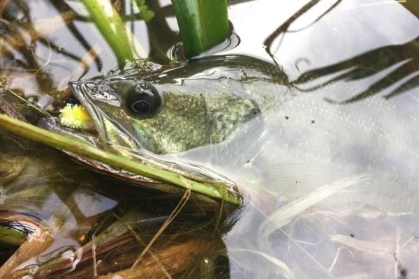 Fishing for black bass on the surface is a thrill!