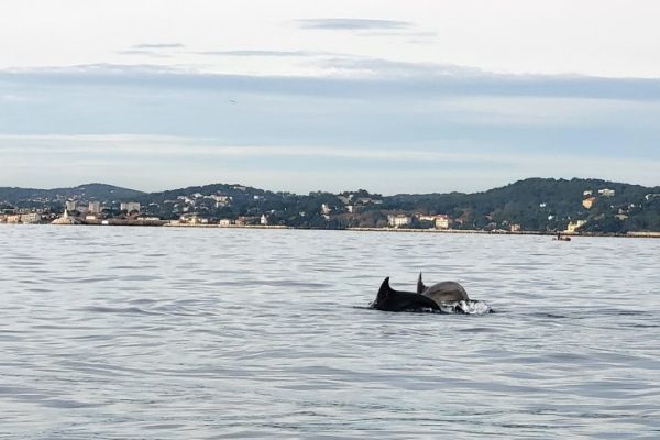 Encounter with Dolphins