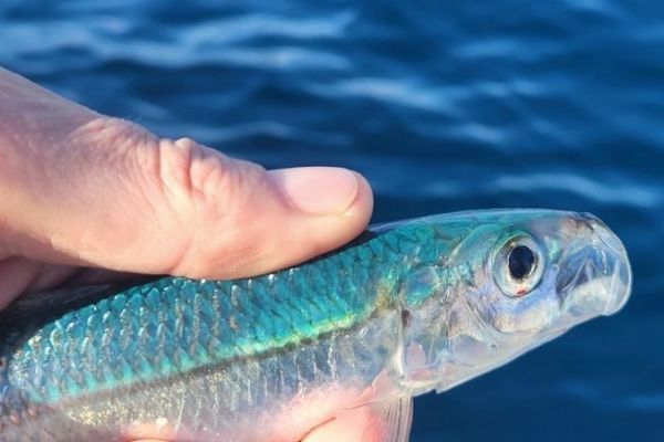 Allache or sardinella