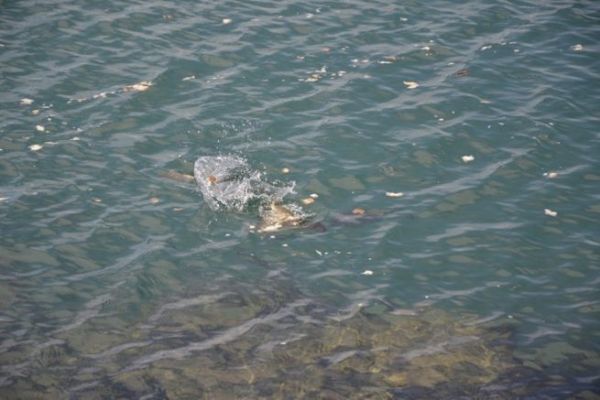 Bread fishing at sea