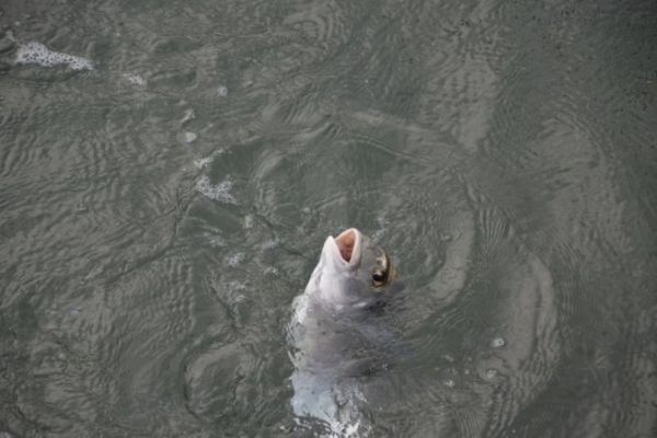 Stone-fishing for sea bream