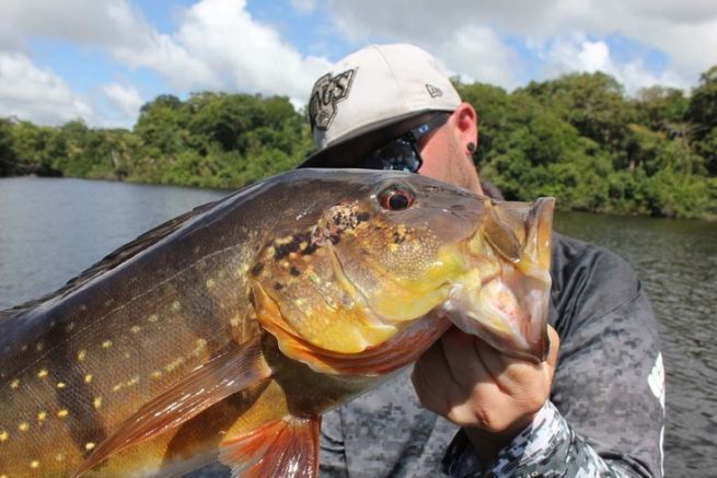 The peacock bass, a sport fish that is addictive!