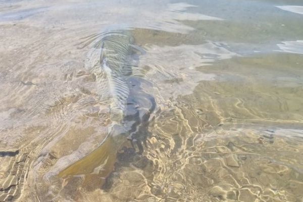 Equipment for carp fishing