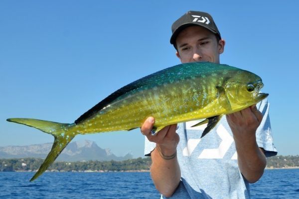 Fishing for dolphinfish with lures