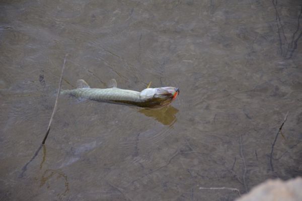 Start freshwater lure fishing