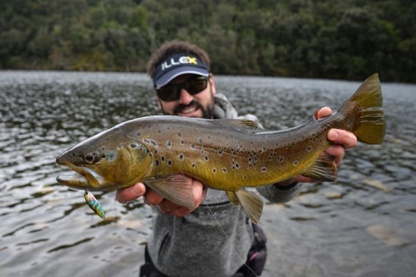 Trout with ripples