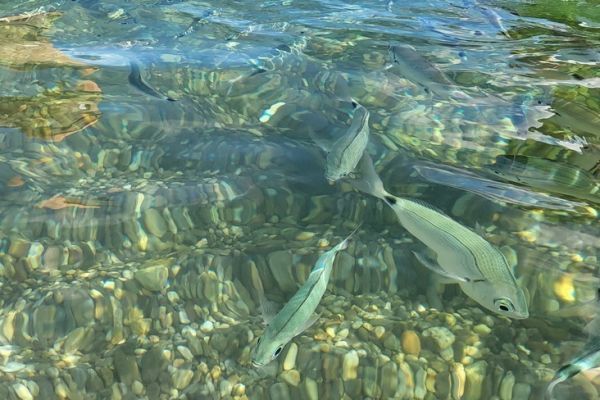 A school of disturbed fish?