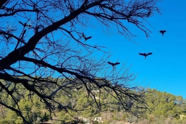 The impact of large cormorants