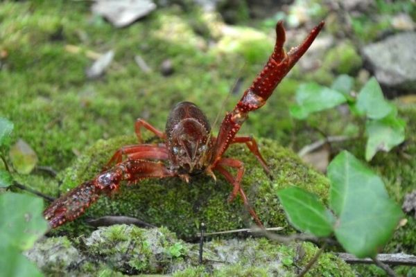 Carnivorous fish and crayfish