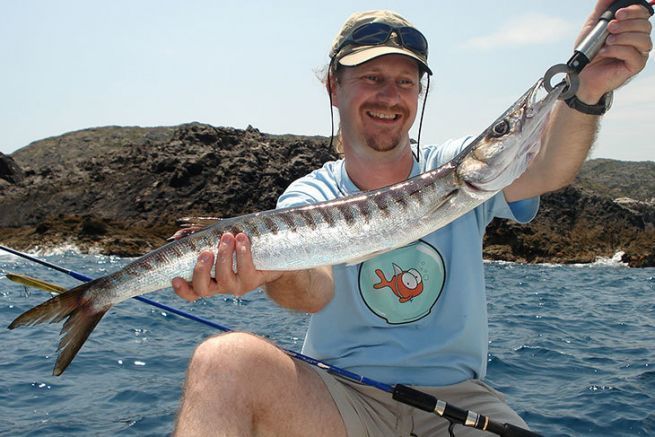 European barracuda caught with swimming fish