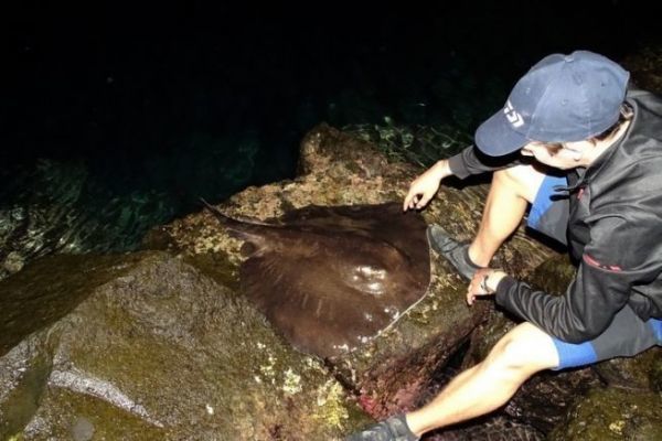 Stingray or common stingray