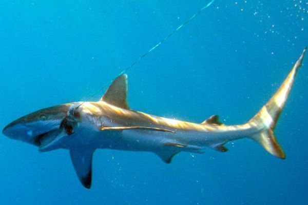 Blacktip shark on the East African coast