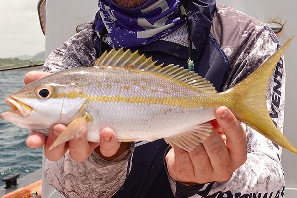 A Caribbean yellowtail snapper