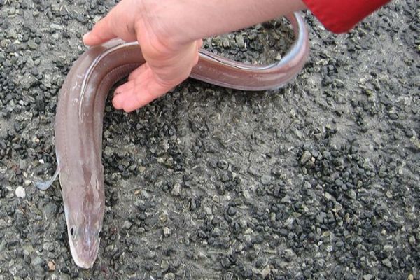 The conger eel