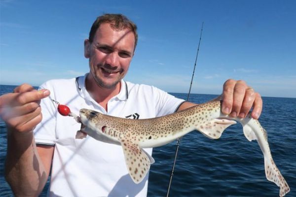 The greater spotted dogfish can be fished with tenya