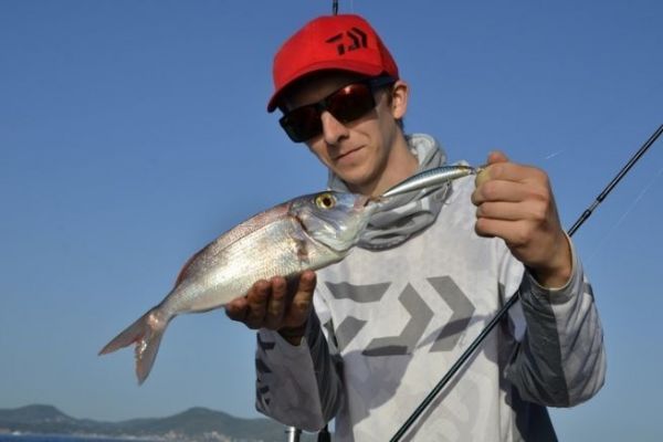 Common pikeminnow on a lure