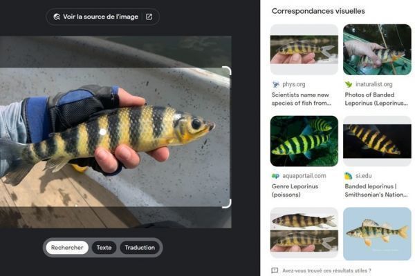 Thanks to Google, I found out what this fish is called: the banded leporinus.