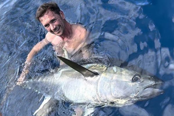 Large bluefin tuna before release