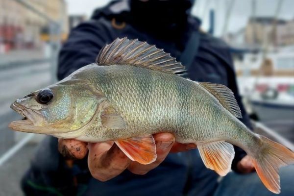 Fishing for predators during the close season