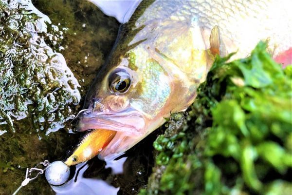 Pulse Realistic soft lures