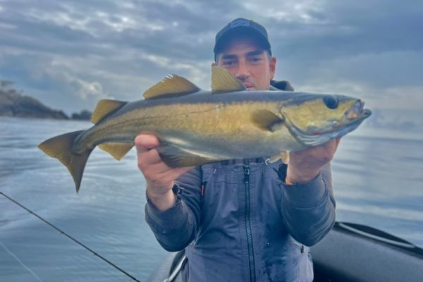 In summer, you can still fish for pollack!