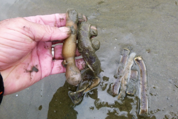 Harvesting worms for fishing