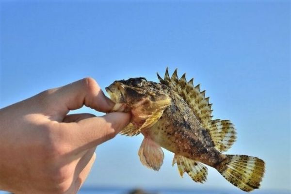 Rockfishing with Power Isome