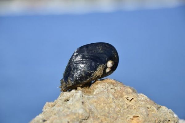 Fishing with shellfish