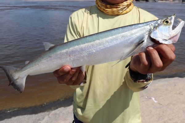 The biara looks like the payara.