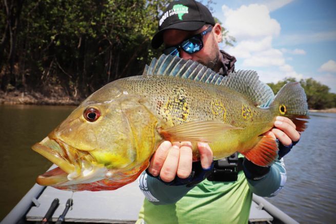 Peacock bass Butterfly.