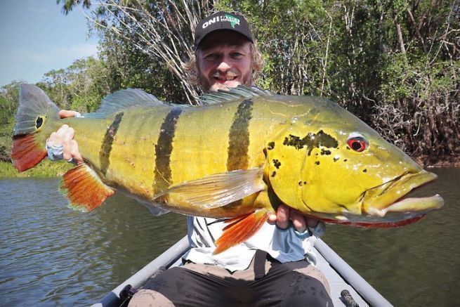 The bucktail jig, probably the best lure to fish for peacock bass.