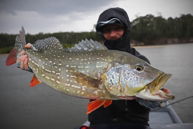 Peacock bass of the Mataven river, Colombia.