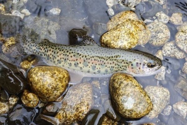 Trout fishing in Bolivia