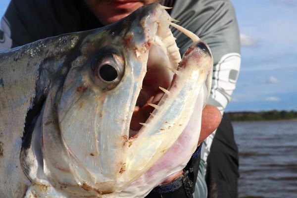 The teeth of the payara are impressive!