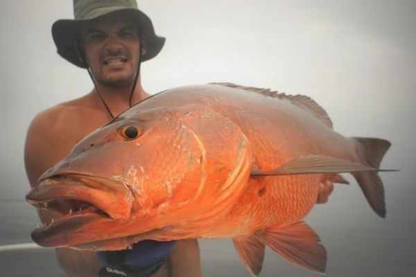 The red carp, a dream fish