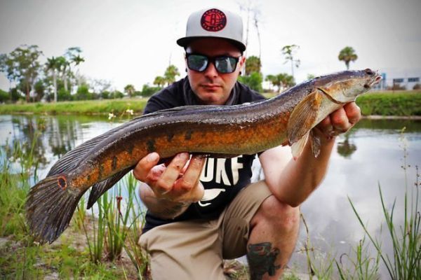 Native to Asia, the bullseye snakehead can be found in Florida.