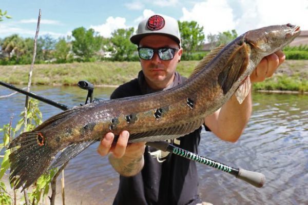 A pike or black-bass rod will do the trick!