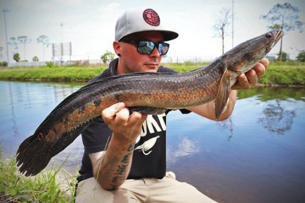 Surface lures are excellent for bullseye snakehead fishing.