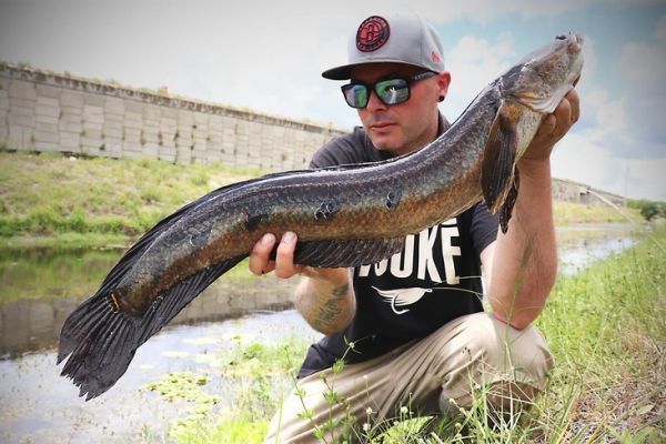 Bullseye snakehead fishing is captivating.