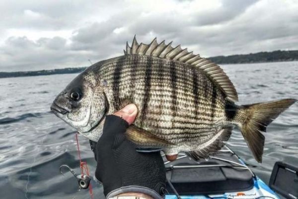 Winter fishing in Brest roadstead
