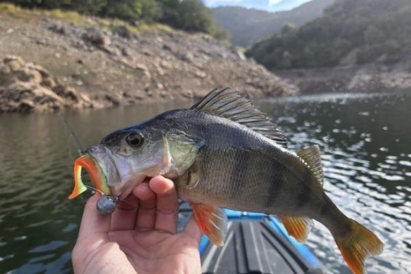 Kayak perch fishing