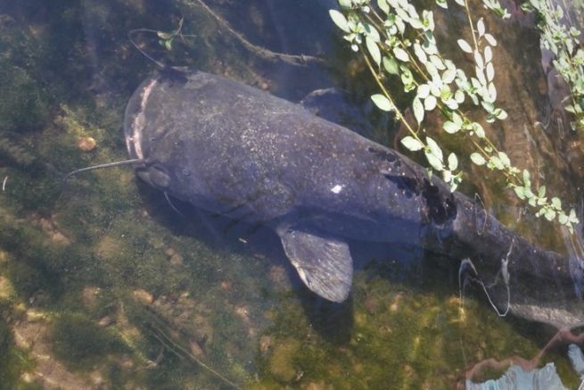 Looking for catfish