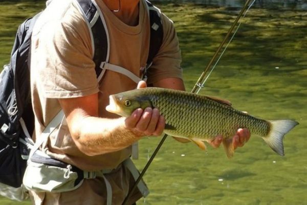 Spring chub fishing