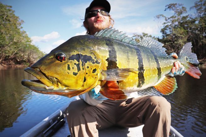 Peacock bass of the Mataven river, Colombia.