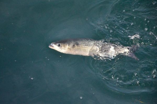 Fishing for mullet with bread