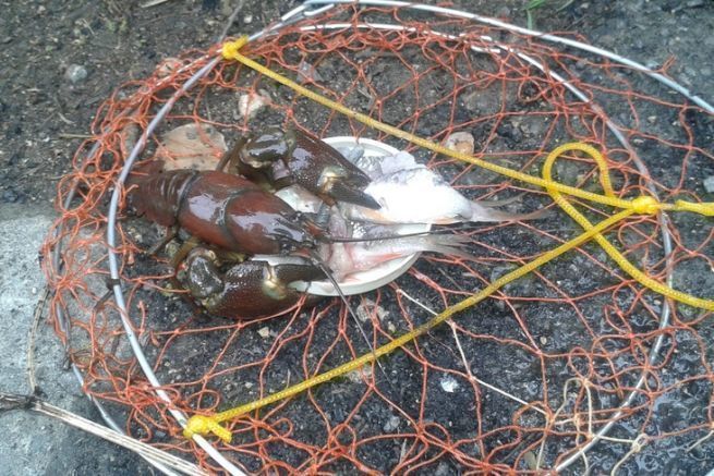 Fishing with crayfish scales