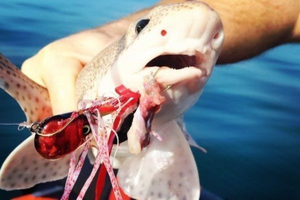 Fishing with the Madai