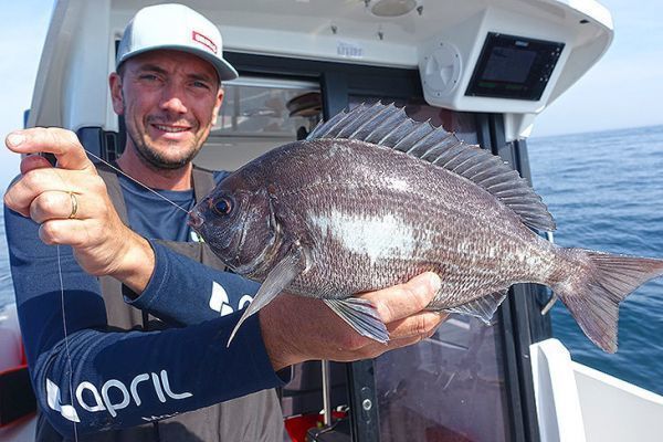 Beautiful sea bream caught on a longline