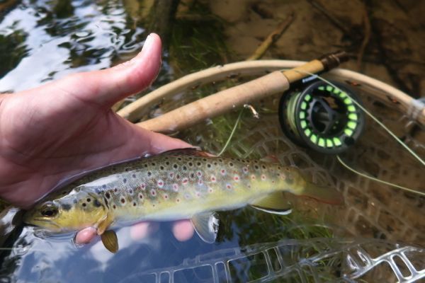 Terrestrial fish are an integral part of the diet of trout and whitefish