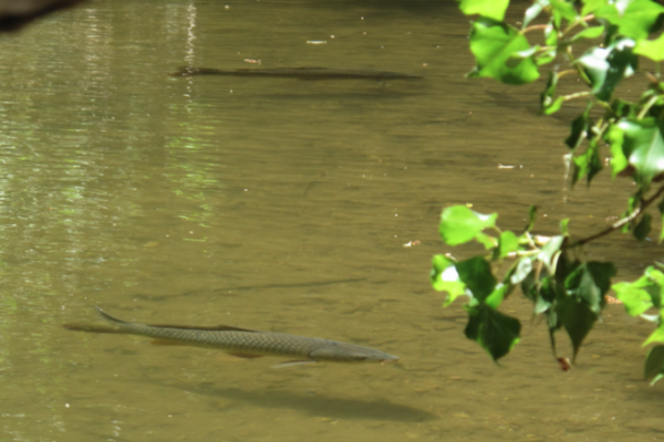 Fishing for cyprinids in summer is a great way to enjoy the thrills when the trout are less active